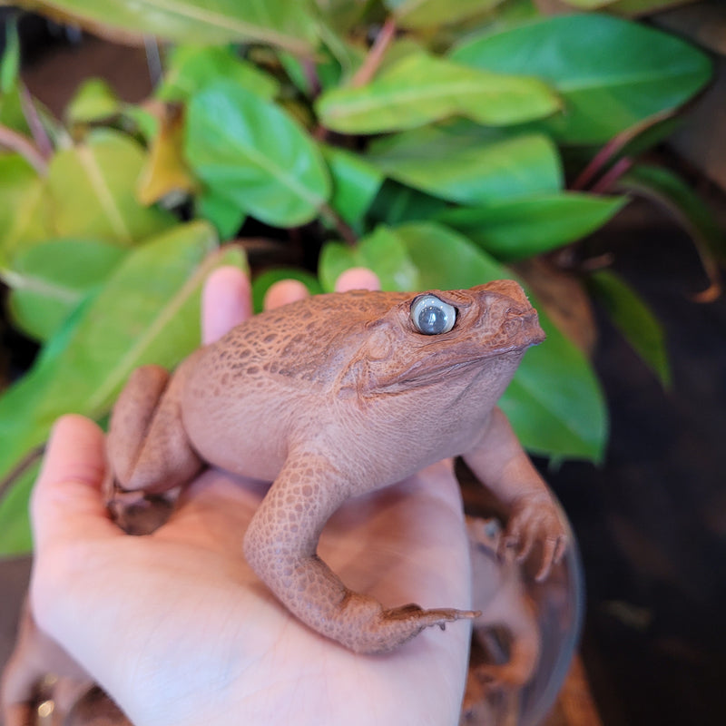 Taxidermy Cane Toad