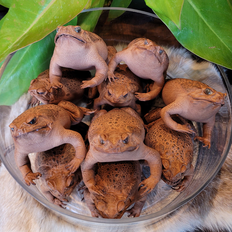 Taxidermy Cane Toad