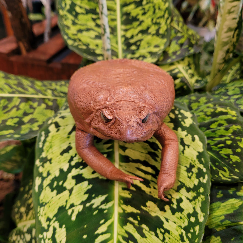 Cane Toad Coin Purse