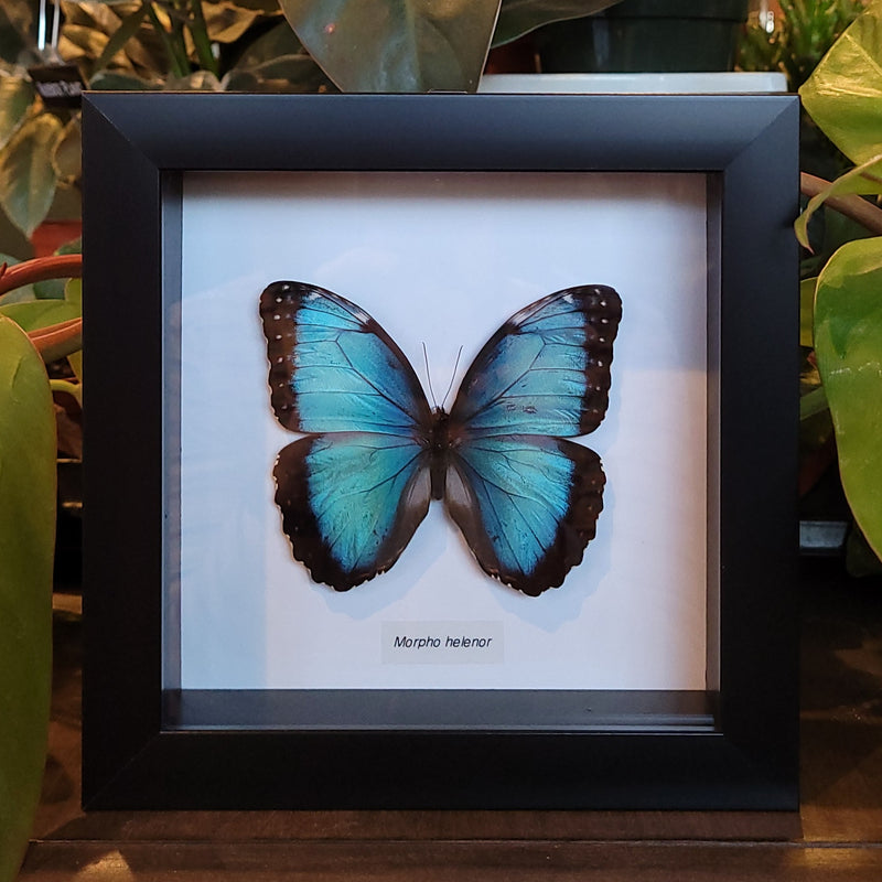 Common Blue Morpho in Frame