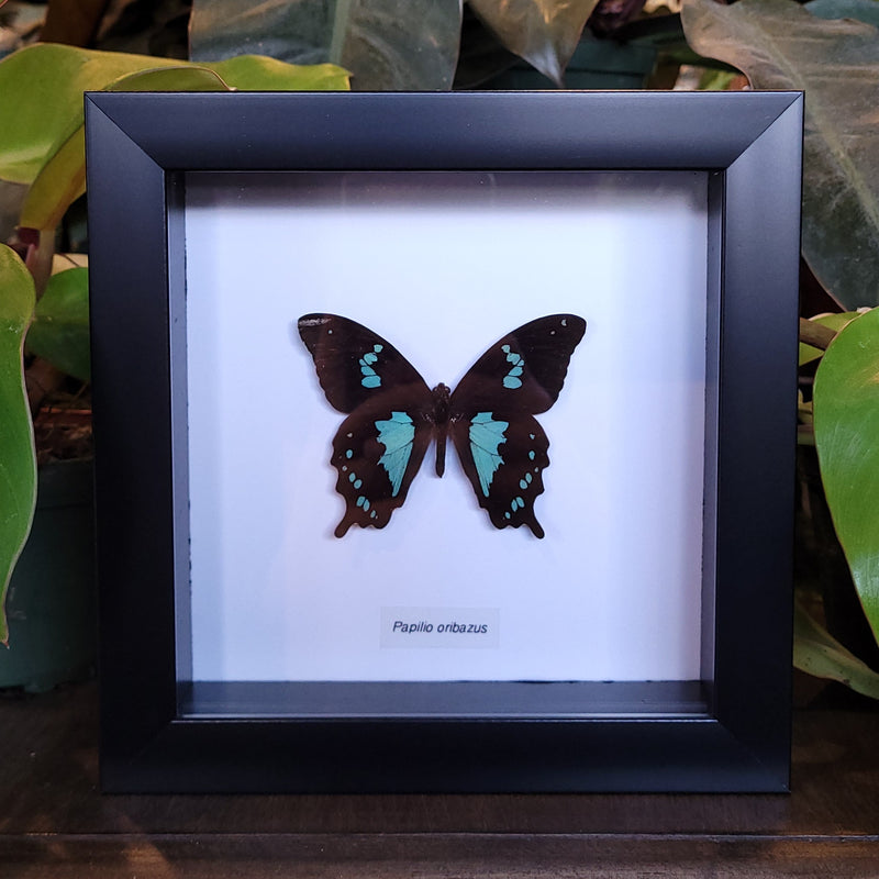 Black & Blue Swallowtail Butterfly in Frame