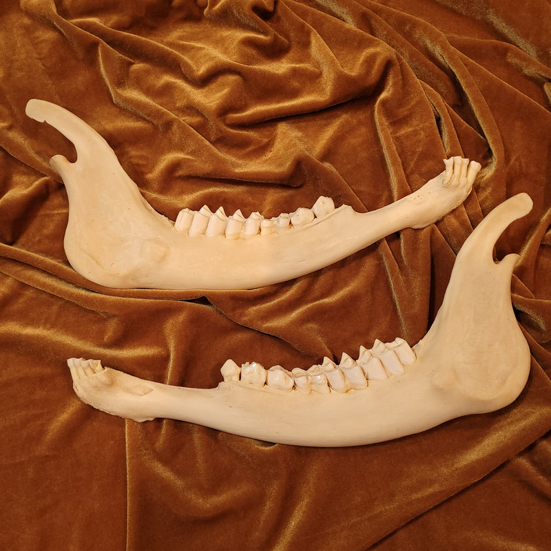 Eland Jaw Bone