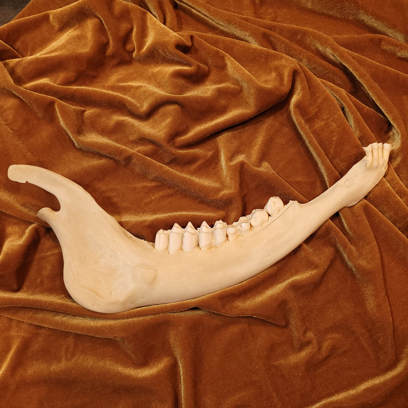 Eland Jaw Bone