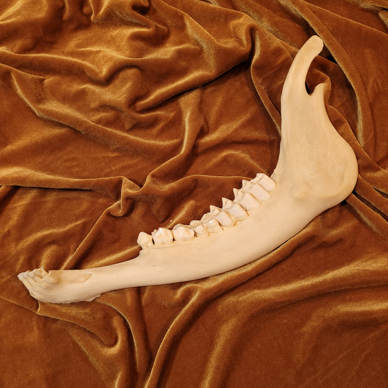 Eland Jaw Bone