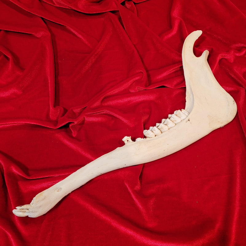 Giraffe Jawbone