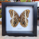 Yellow-edged Giant Owl Butterfly in Frame