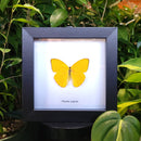 Apricot Sulphur Butterfly in Frame