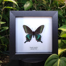 Alpine Black Swallowtail Butterfly in Frame