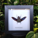 Derby's Flower Beetle in Frame