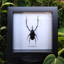 Bamboo Weevil in Frame