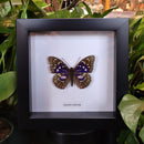 Great Purple Emperor Butterfly in Frame
