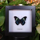 Red Flasher Butterfly in Frame