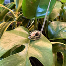 Raccoon Skull Necklace