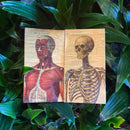 Muscle Man & Skeleton Matchbox