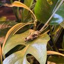 Coyote Skull Necklace