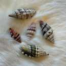 Mitre Shell
