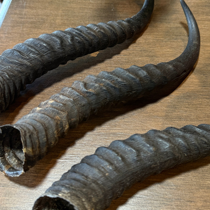 Male Springbok Horn