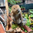 Standing Baby Beaver Taxidermy Mount