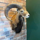 Ram Taxidermy Mount