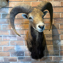 Ram Taxidermy Mount