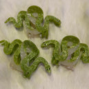 Snake Hair Claw Clip