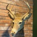 White-Tailed Deer Taxidermy Mount