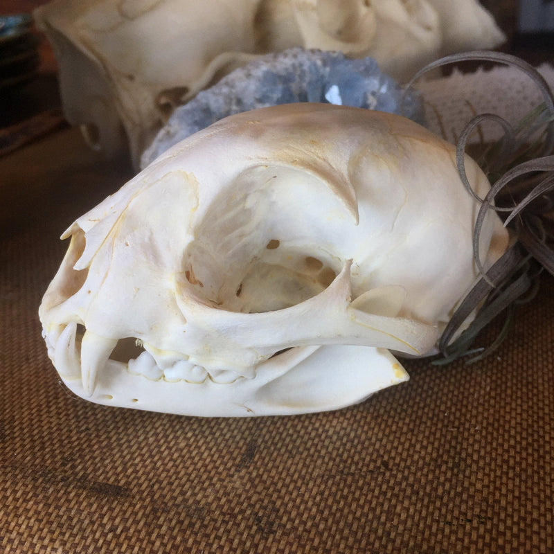 Bobcat Skull - Curious Nature