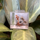 Mini Ceramic Atlas Moth Figurine