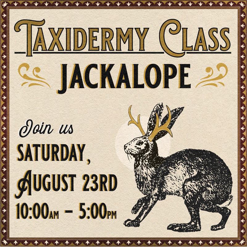 08/23/25 Taxidermy Jackalope Class