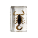 Small Invertebrate Paperweight