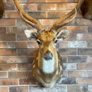 Axis Deer Taxidermy Mount