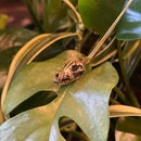Coyote Skull Necklace