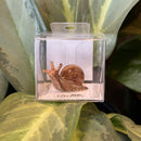 Mini Ceramic Garden Snail Figurine