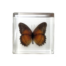 Red Lacewing Butterfly Paperweight