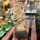 Zebra Leg Taxidermy Mount