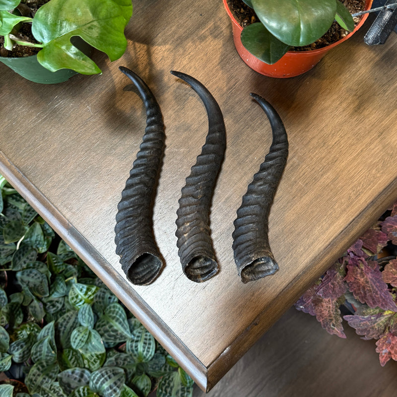 Male Springbok Horn