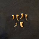 Domestic Turkey Claw