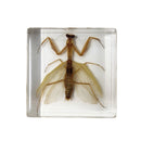 Praying Mantis Paperweight