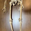 Full Human Skeleton
