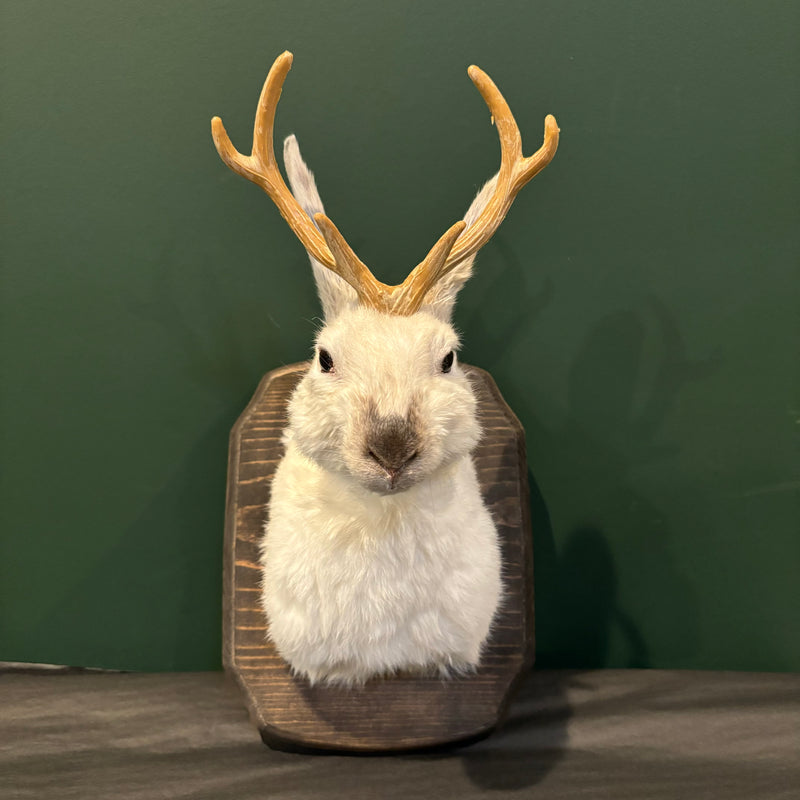 Small Taxidermy Jackalope