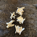 Coyote Axis Bone