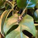 Coyote Skull Necklace