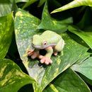 Mini Ceramic Green Tree Frog Figurine