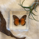 Red Lacewing Butterfly Paperweight