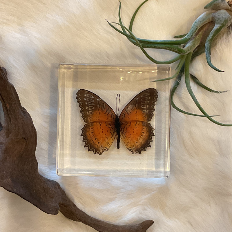 Red Lacewing Butterfly Paperweight