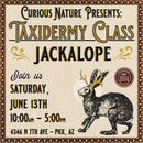 06/13/26 Taxidermy Jackalope Class