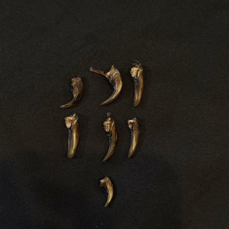 Beaver Claw