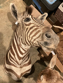 Hartmann's Mountain Zebra Taxidermy Mount