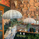 Tillandsia Jellyfish