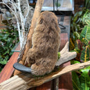 Standing Baby Beaver Taxidermy Mount